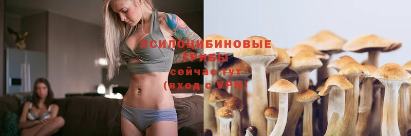 Псилоцибиновые грибы Psilocybe  наркотики  Болгар 